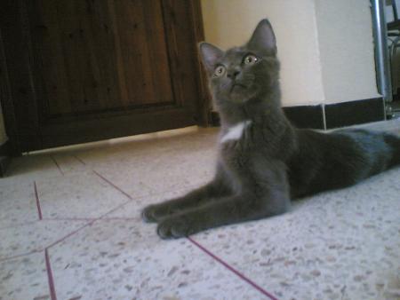 mon rossi